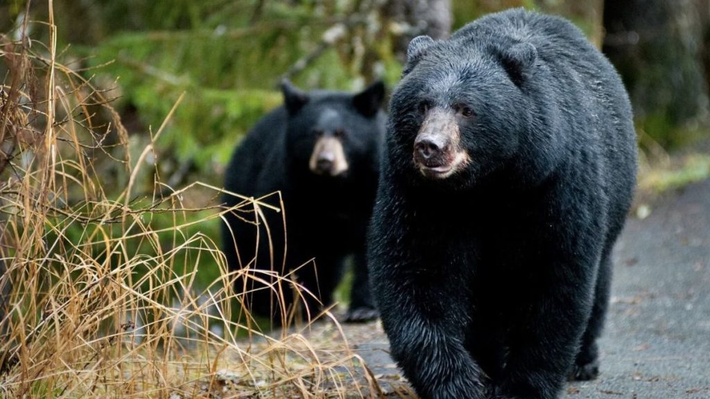 OSO NEGRO NUEVO LEÓN