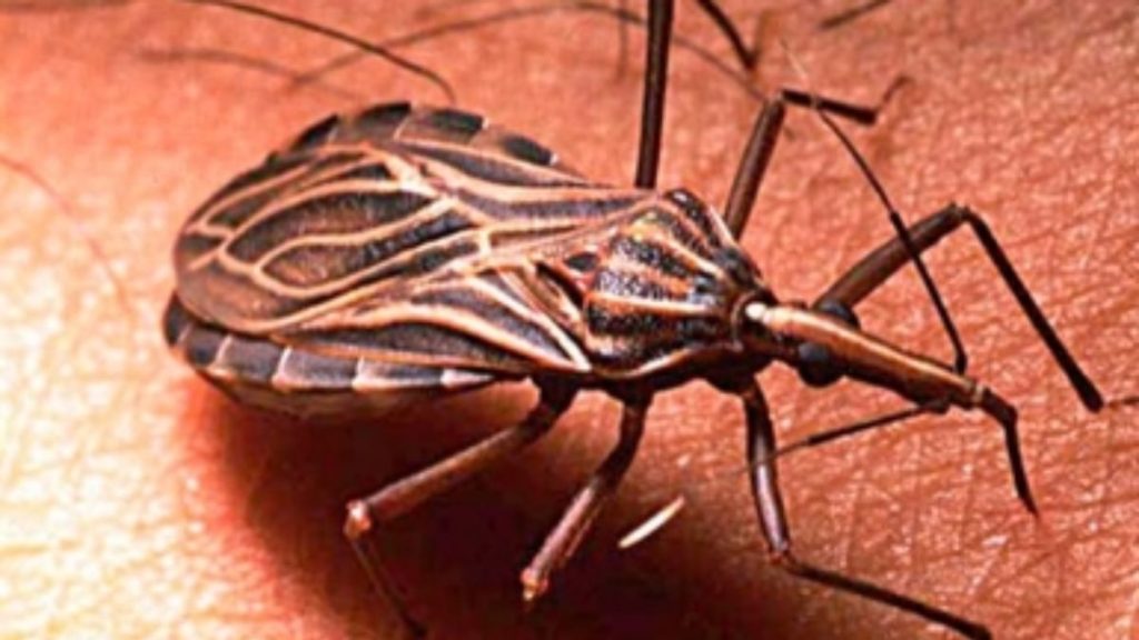 ENFERMEDAD DE CHAGAS NUEVO LEÓN