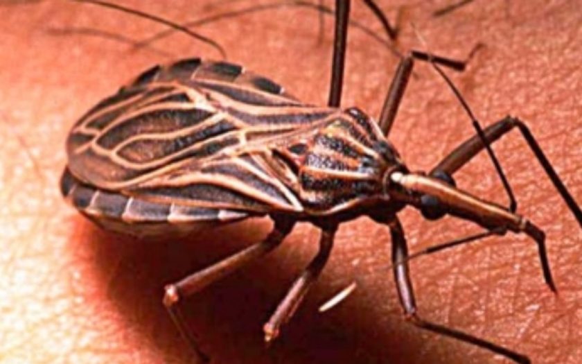 ENFERMEDAD DE CHAGAS NUEVO LEÓN